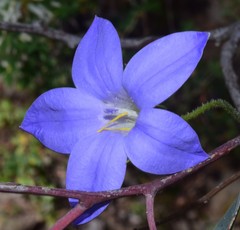 Wahlenbergia stricta stricta