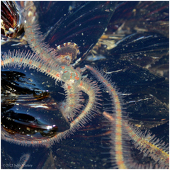 Ophiothrix spiculata