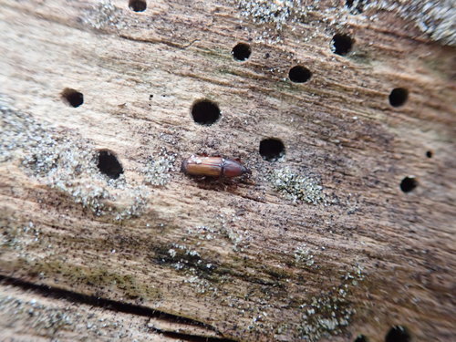 Mesites pallidipennis