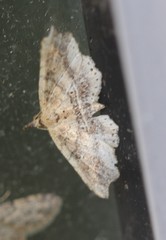 Philogethes metableta