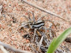 Alopecosa marikovskyi