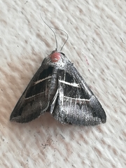 Grammodes geometrica