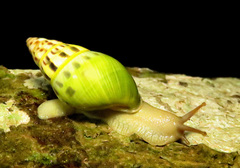 Amphidromus furcillatus