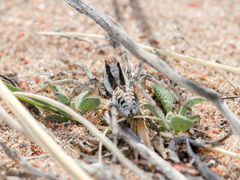 Alopecosa marikovskyi