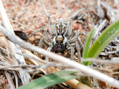 Alopecosa marikovskyi