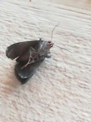 Grammodes geometrica