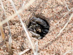 Alopecosa marikovskyi