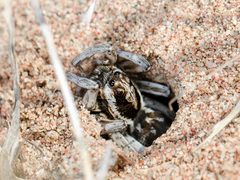 Alopecosa marikovskyi