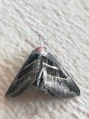 Grammodes geometrica