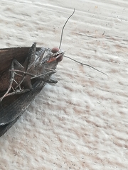 Grammodes geometrica