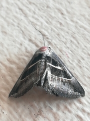 Grammodes geometrica