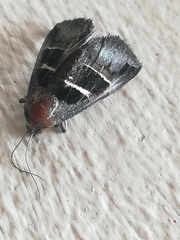 Grammodes geometrica