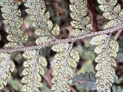 Polystichum neozelandicum