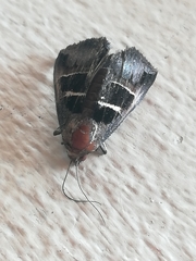 Grammodes geometrica