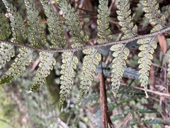 Polystichum neozelandicum