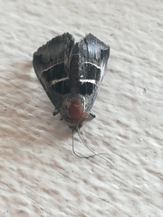 Grammodes geometrica