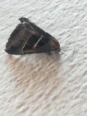 Grammodes geometrica