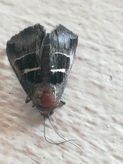 Grammodes geometrica