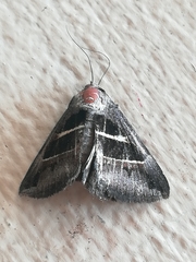 Grammodes geometrica