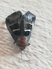 Grammodes geometrica