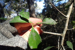 Gymnosporia nemorosa