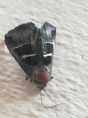 Grammodes geometrica