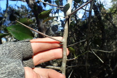 Gymnosporia nemorosa