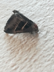 Grammodes geometrica