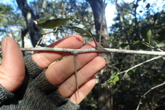 Gymnosporia nemorosa