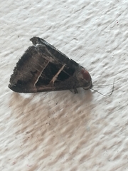 Grammodes geometrica