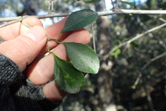 Gymnosporia nemorosa