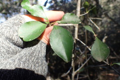 Gymnosporia nemorosa