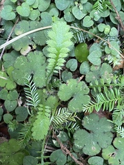 Leptinella squalida