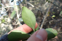 Gymnosporia nemorosa