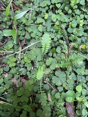 Leptinella squalida