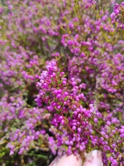 Erica multumbellifera