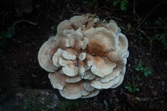 Bondarzewia kirkii