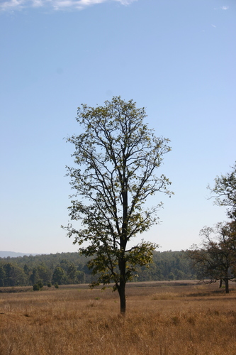 Tectona grandis
