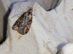 Chesias isabella