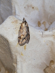 Chesias isabella