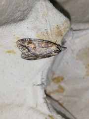 Chesias isabella