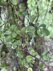 Coprosma pedicellata
