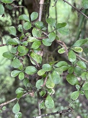 Coprosma pedicellata