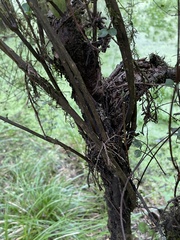 Coprosma pedicellata