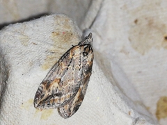Chesias isabella