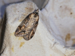 Chesias isabella