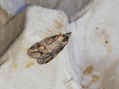 Chesias isabella