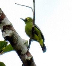 Aegithina viridissima