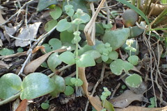 Crassula nemorosa