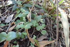 Crassula nemorosa